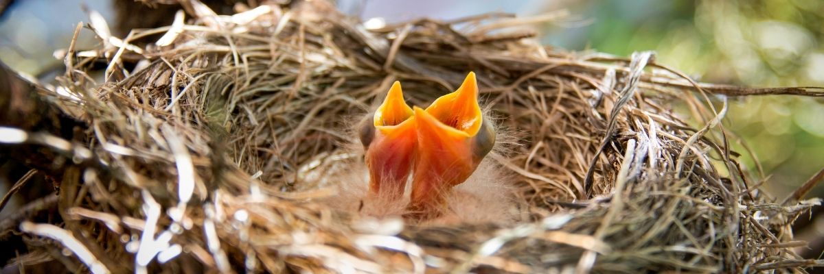 Birdnesting: a nova tendência para famílias após o divórcio
