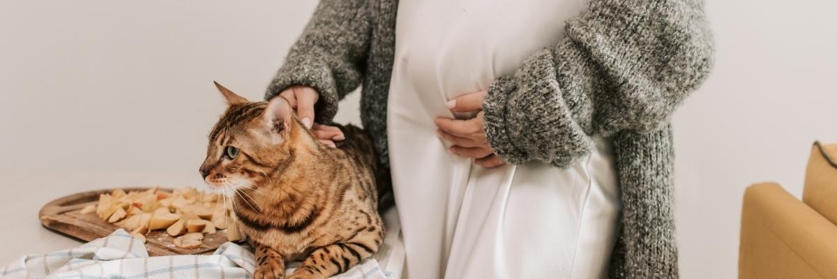 Gatos realmente percebem a gravidez? O vínculo entre pets e futuras mamães