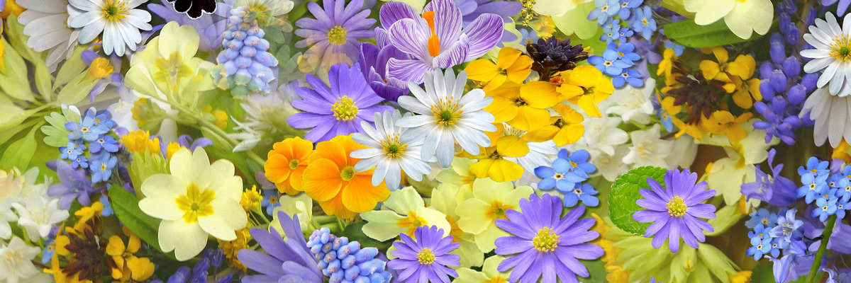 30 nomes de flores e seus significados