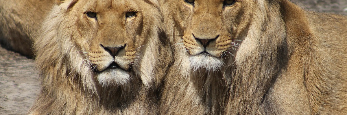 22 nomes inspirados em animais fascinantes da natureza